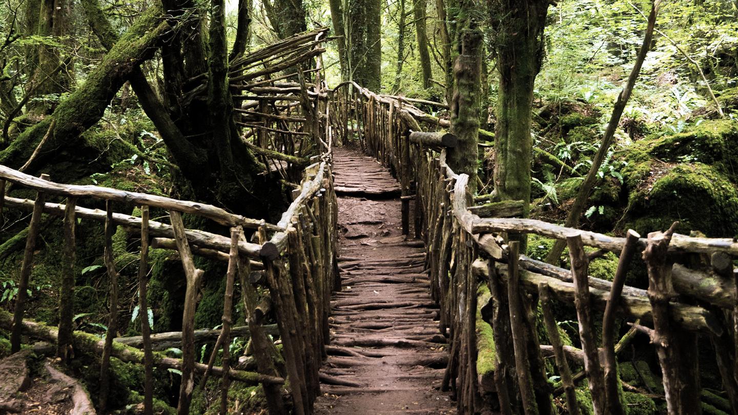 Rickety wooden walkways through the trees of Puzzlewood, Gloucestershire