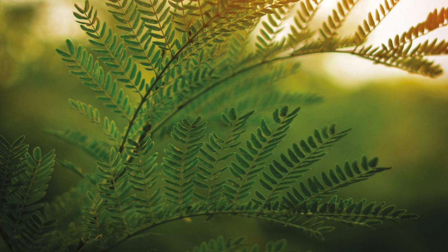 Close-up of a lush green fern plant with a sunset in the background