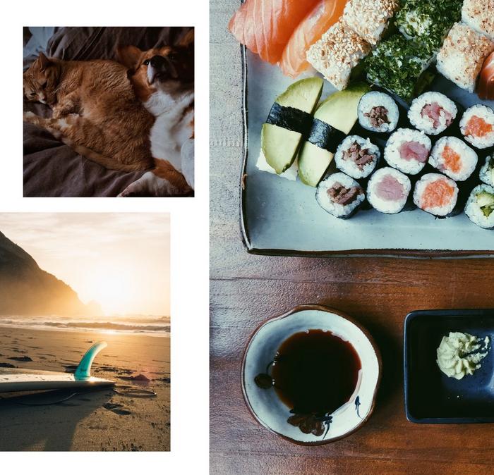 Collage of images showing a cat and dog, sushi and surfing.