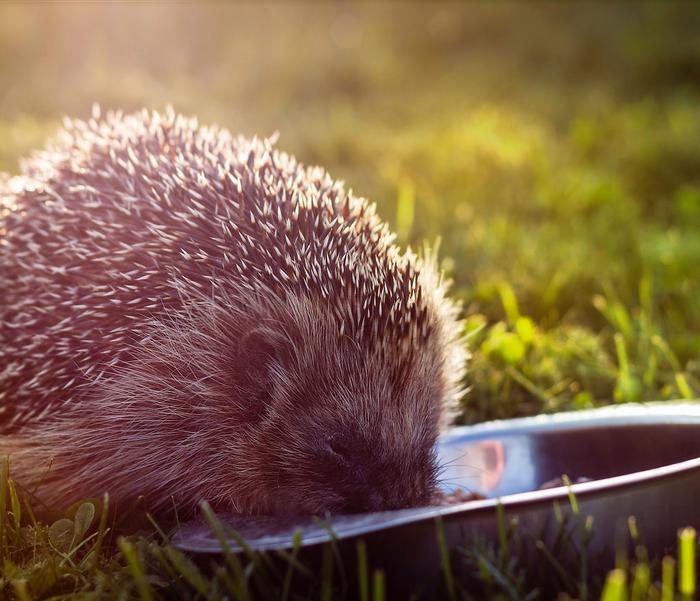 A hedgehog eating food from a bowl on a lawn