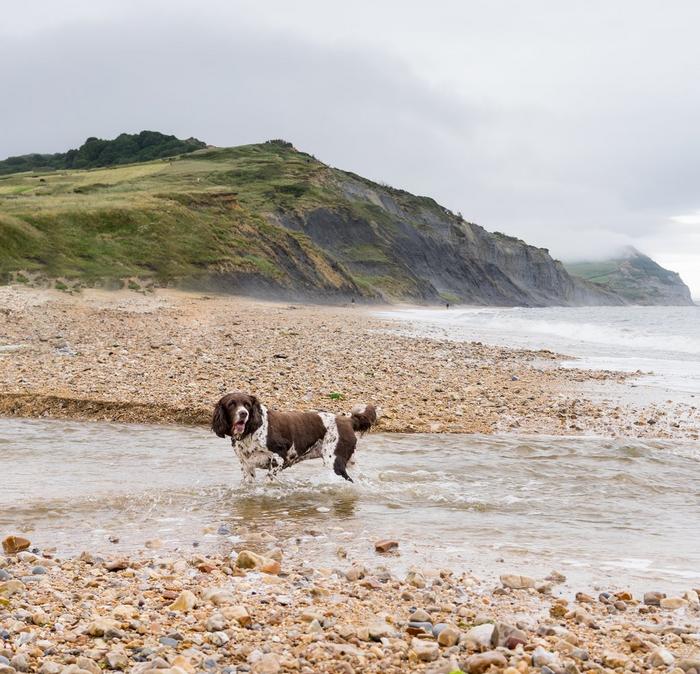A spaniel taking a dip in the shallow end of the sea while on a walk at a pebbled beach.
