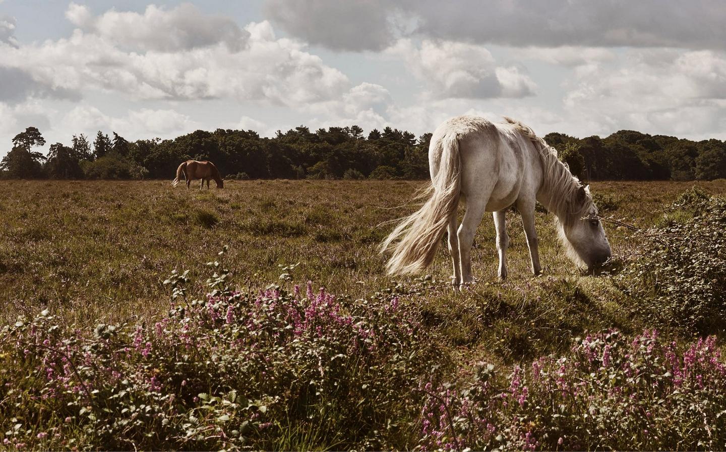 Horses grazing in open fields at New Forest National Park.