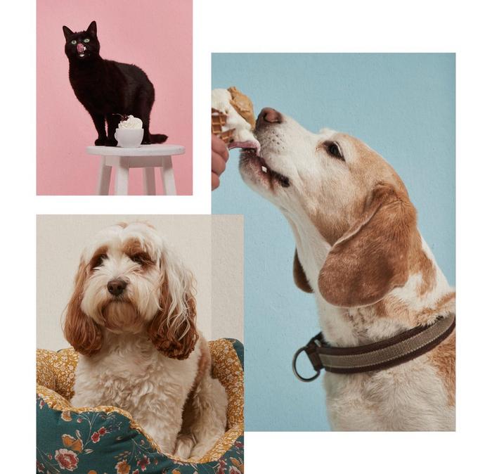 Some of the furry friends that joined us on photoshoots in 2019, including a black cat, floppy eared dog and everyone’s favourite, Dotty the cavapoochon.