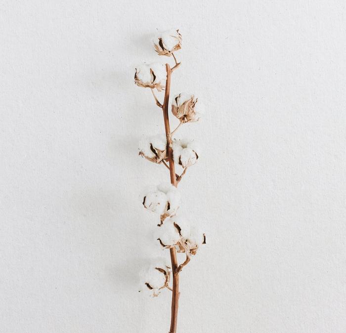 A sprig of growing cotton.