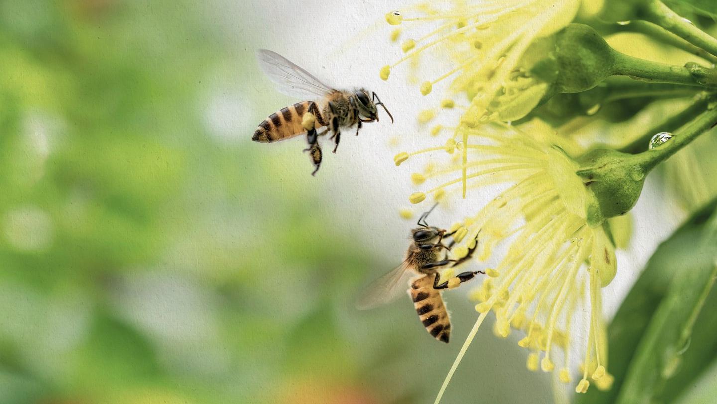 Two bees collecting pollen from yellow flowers.