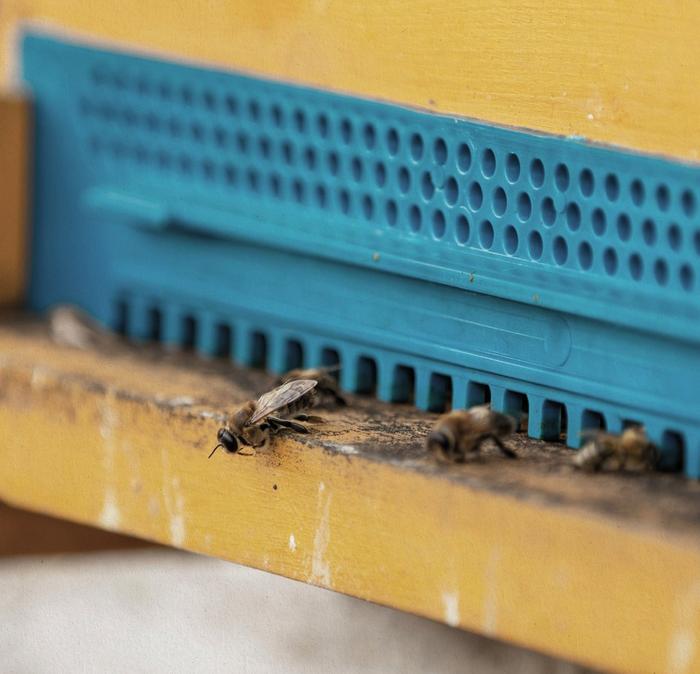 3 bees coming out of a yellow and blue homemade bee house.