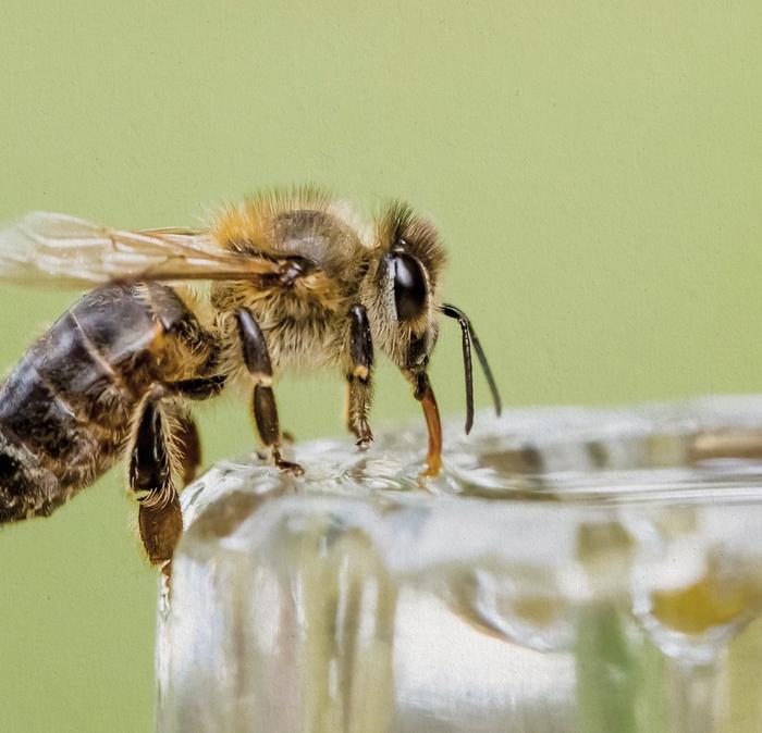 A bee sitting on the edge of a dish drinking sugar water.