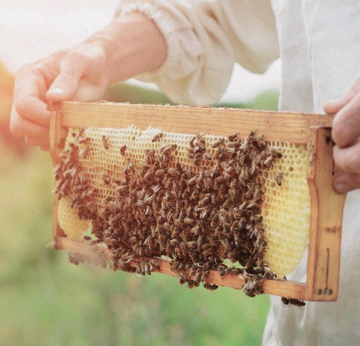 Hundreds of honeybees on a man made bee hive, being held by a beekeeper.