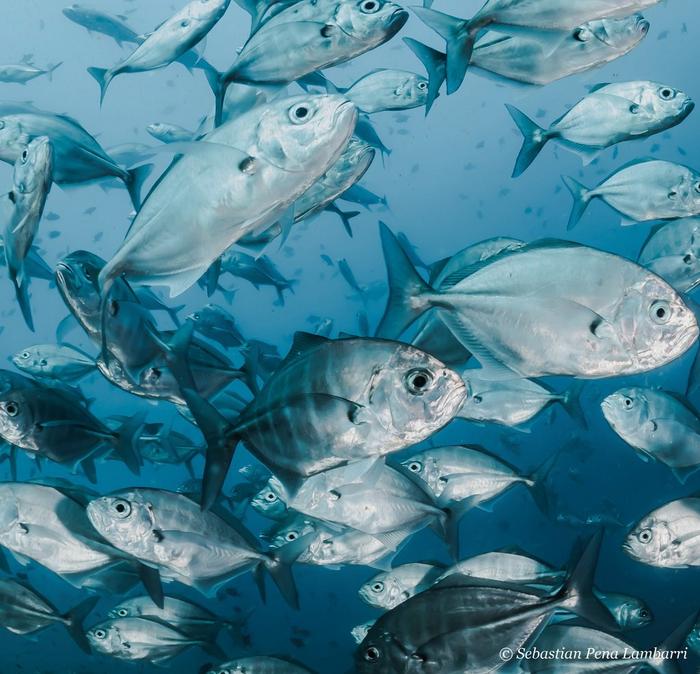 A school of silver fish, swimming underwater.