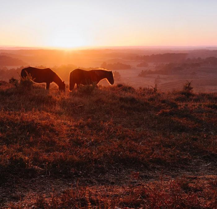 New Forest ponies at sunset.
