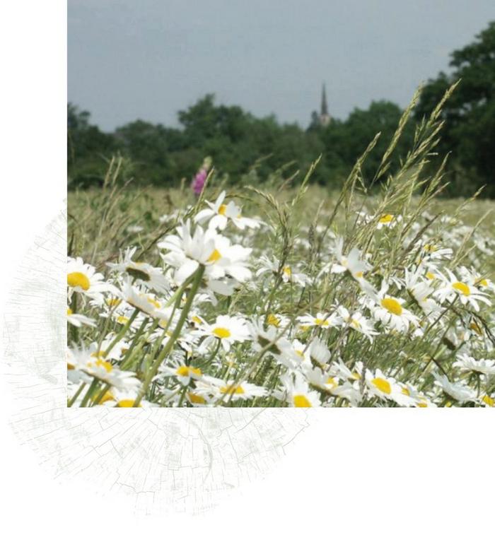 A field of long grass and oxeye daisies, surrounded by trees.