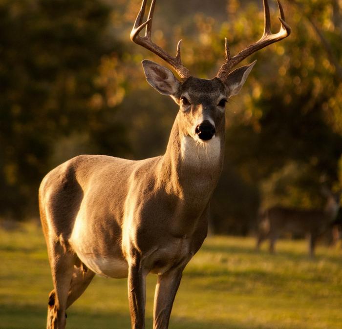 A majestic stag standing in a green park at sunset.