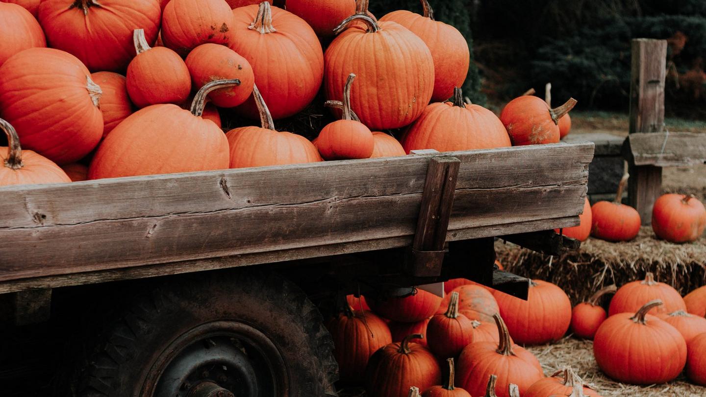 A pickup truck with wooden sides, piled high & surrounded by orange pumpkins of all shapes & sizes.