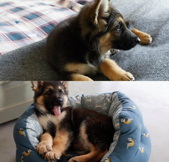 An adorable German Shepherd puppy relaxing on a grey sofa, & curled up in a soft round cushioned dog bed.