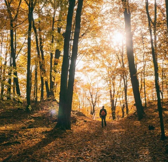 A person exploring a forest of golden leaves.