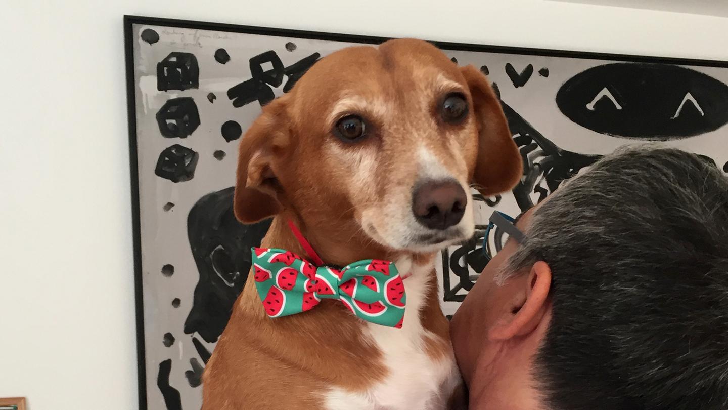 Sophia the family dog wearing a bow tie