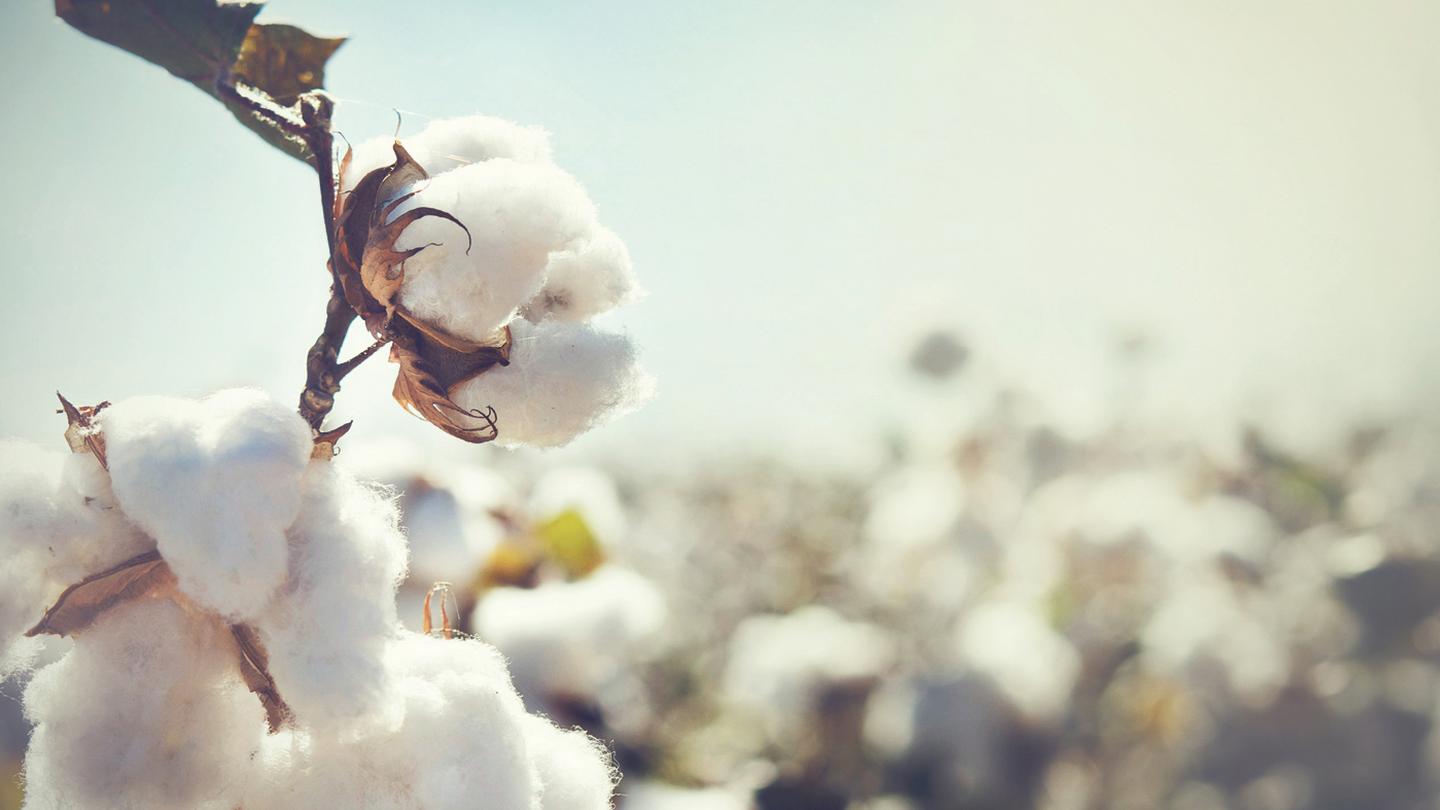 Close up shot of a cotton plant