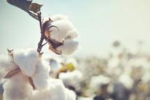 Caring about cotton