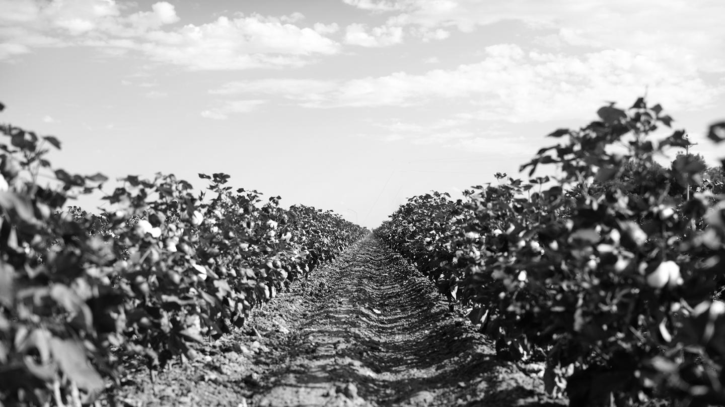 A black and white shot of a cotton plant field