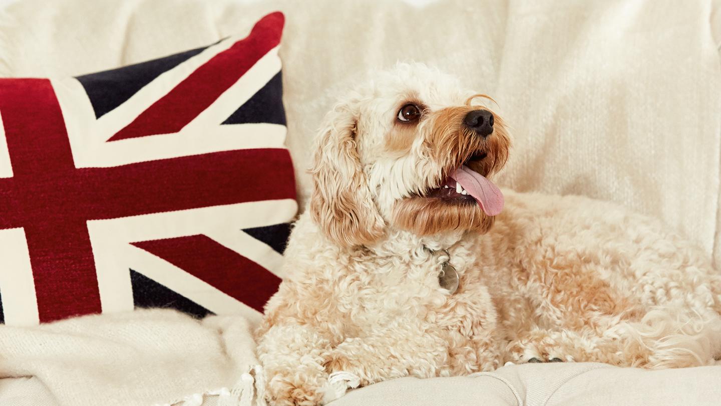 Bubba the dog sat on a sofa with a union jack