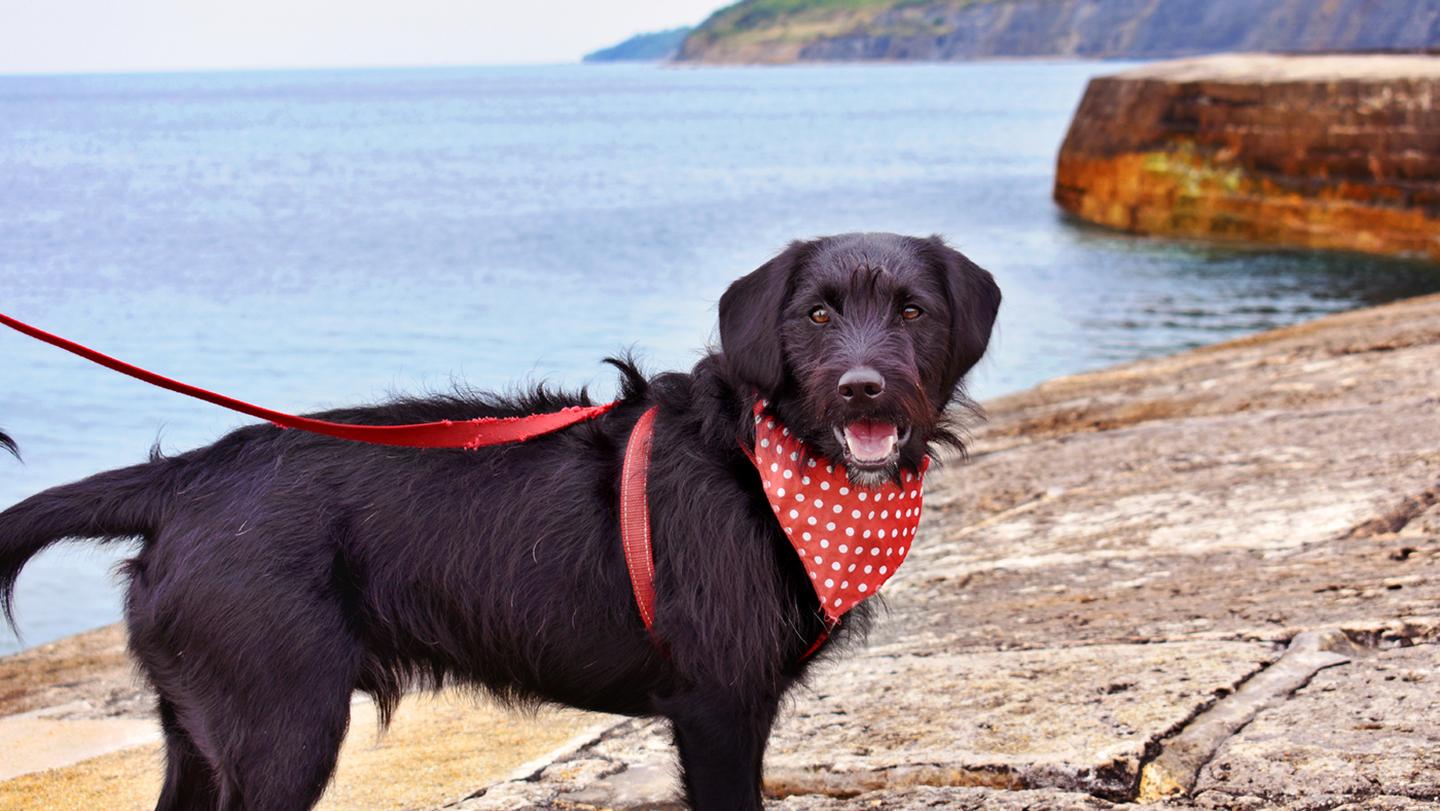 A cute black dog at Lume Regis wearing a red spotted hankerchief