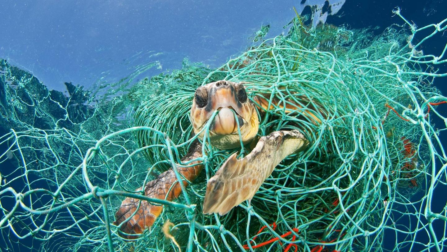 A sea turtle caught up in a ghost fishing net