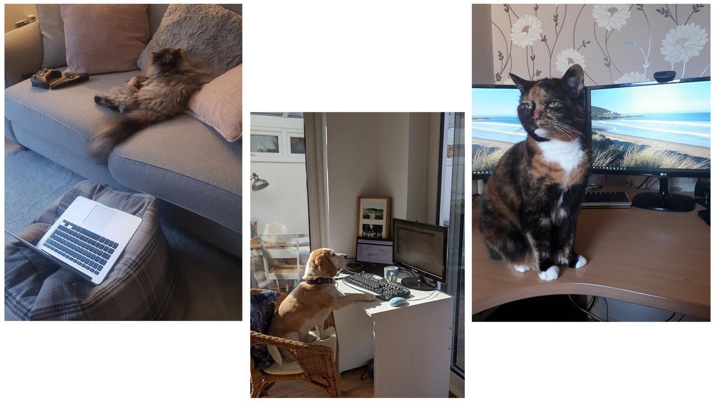 A fluffy cat sitting on a sofa behind a laptop. A beagle sitting with his paw on a desk. A tortoiseshell cat sat on a desk.