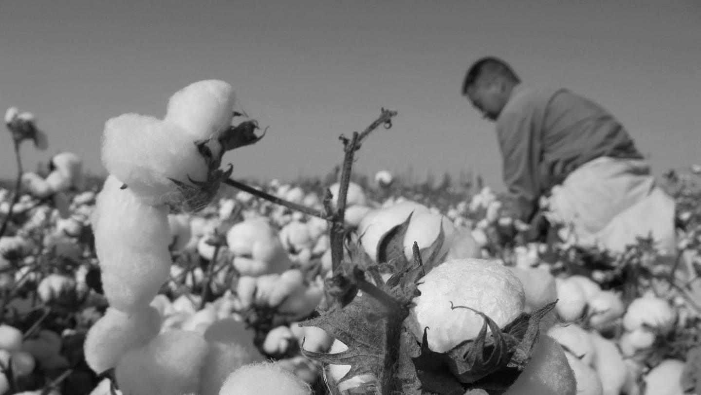 The cotton fields where organic cotton is handpicked ready for clothing. 