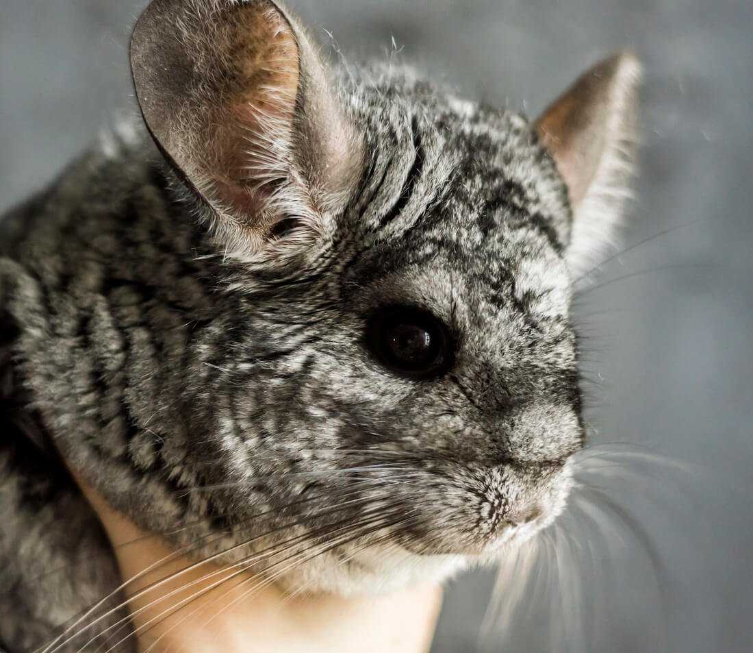 how are chinchillas as pets