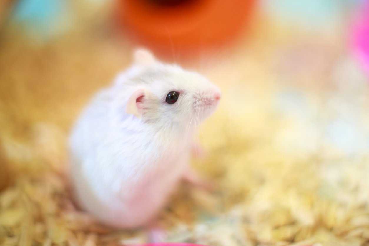 fluffy baby hamster