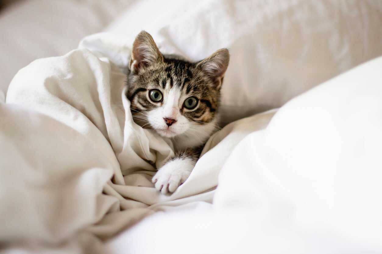 Cute kitten in a bed