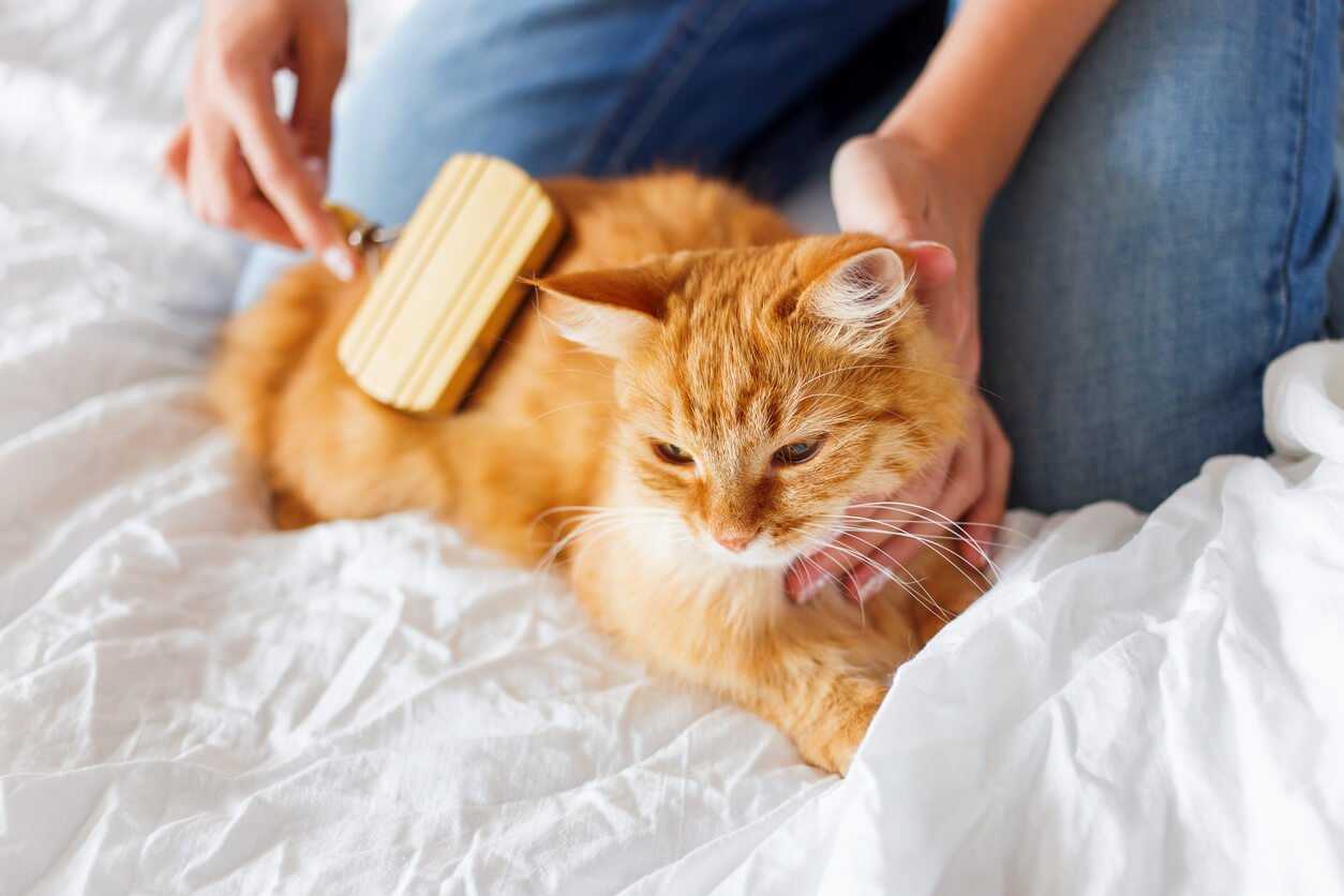 A Guide to Buying Cat Brushes | Cat Grooming | Pets at Home