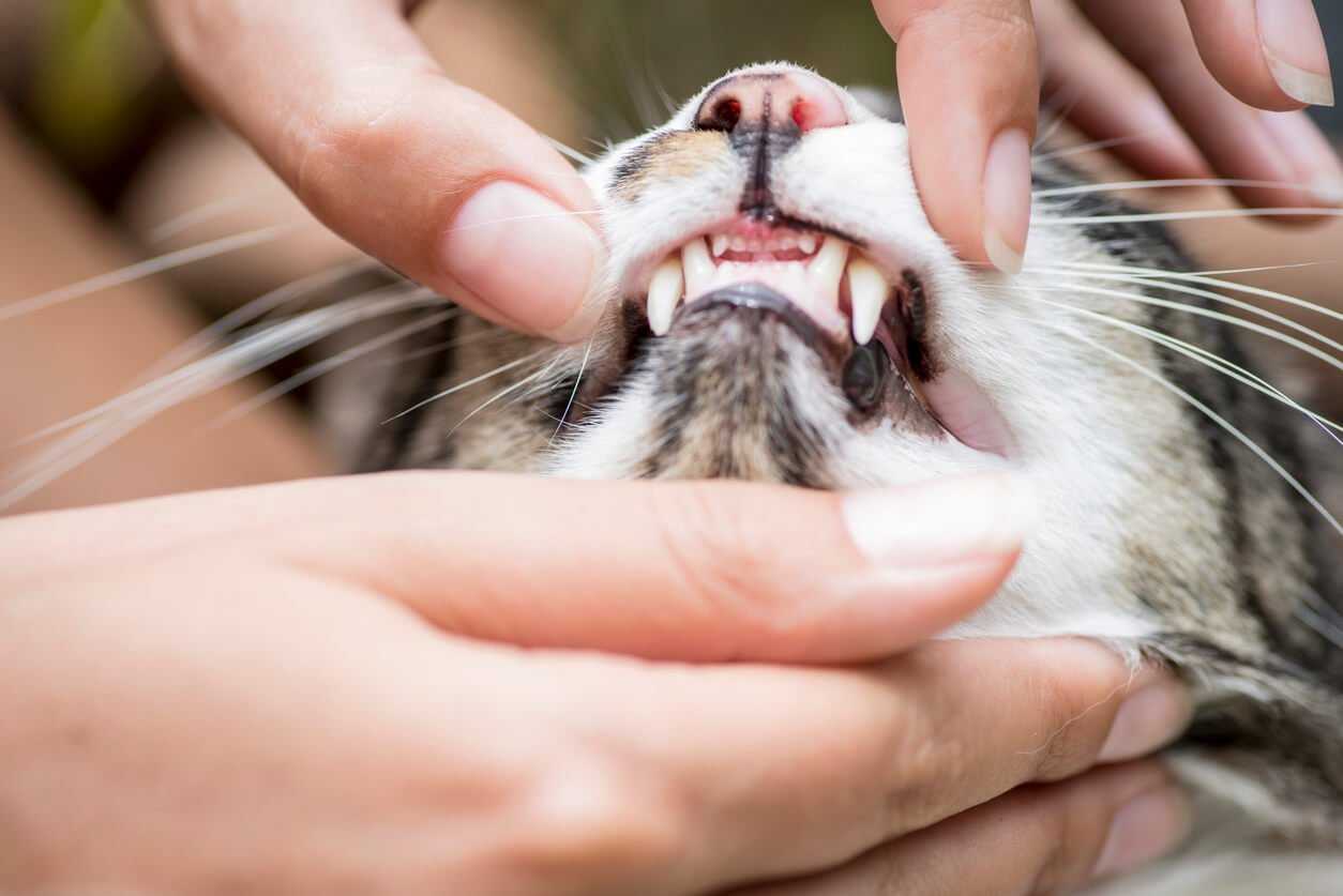 Human hands opening cat's mouth and teeth