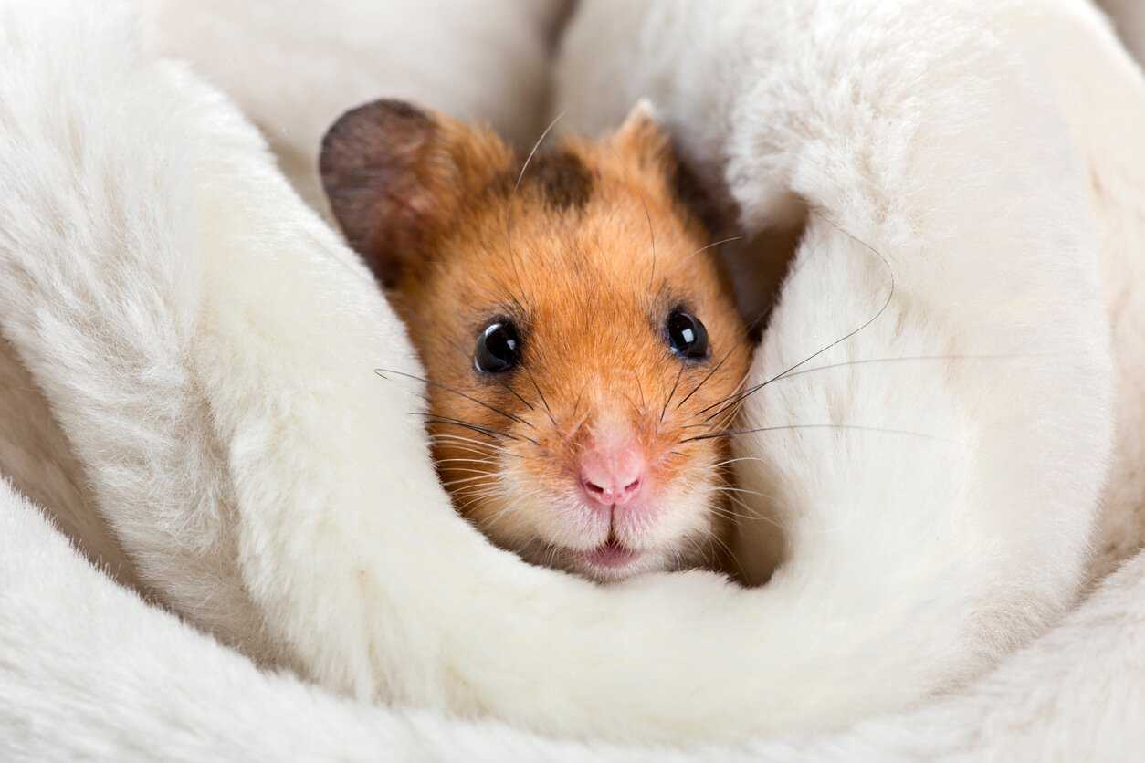 Veterinarians Answer Questions About Hamsters You're Scared to Ask