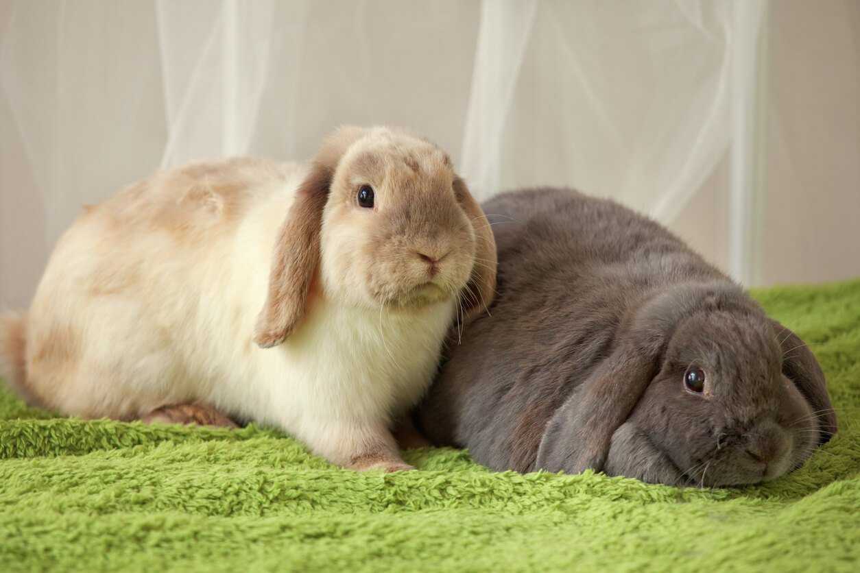 Indoor or outdoor rabbit | Pet Talk | Pets at Home