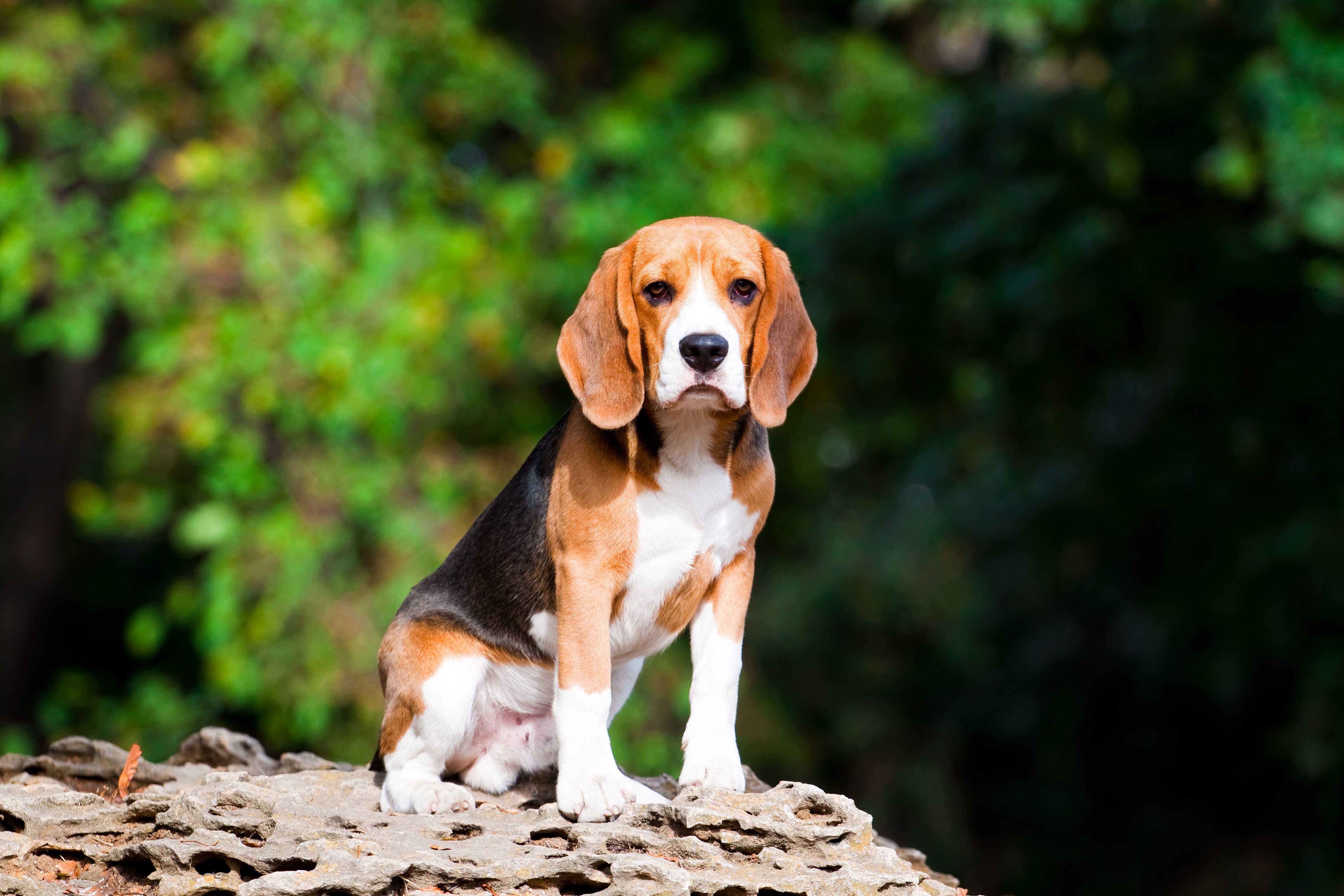 Top 10 Small Home Dogs | Choosing A Pet | Pet Talk