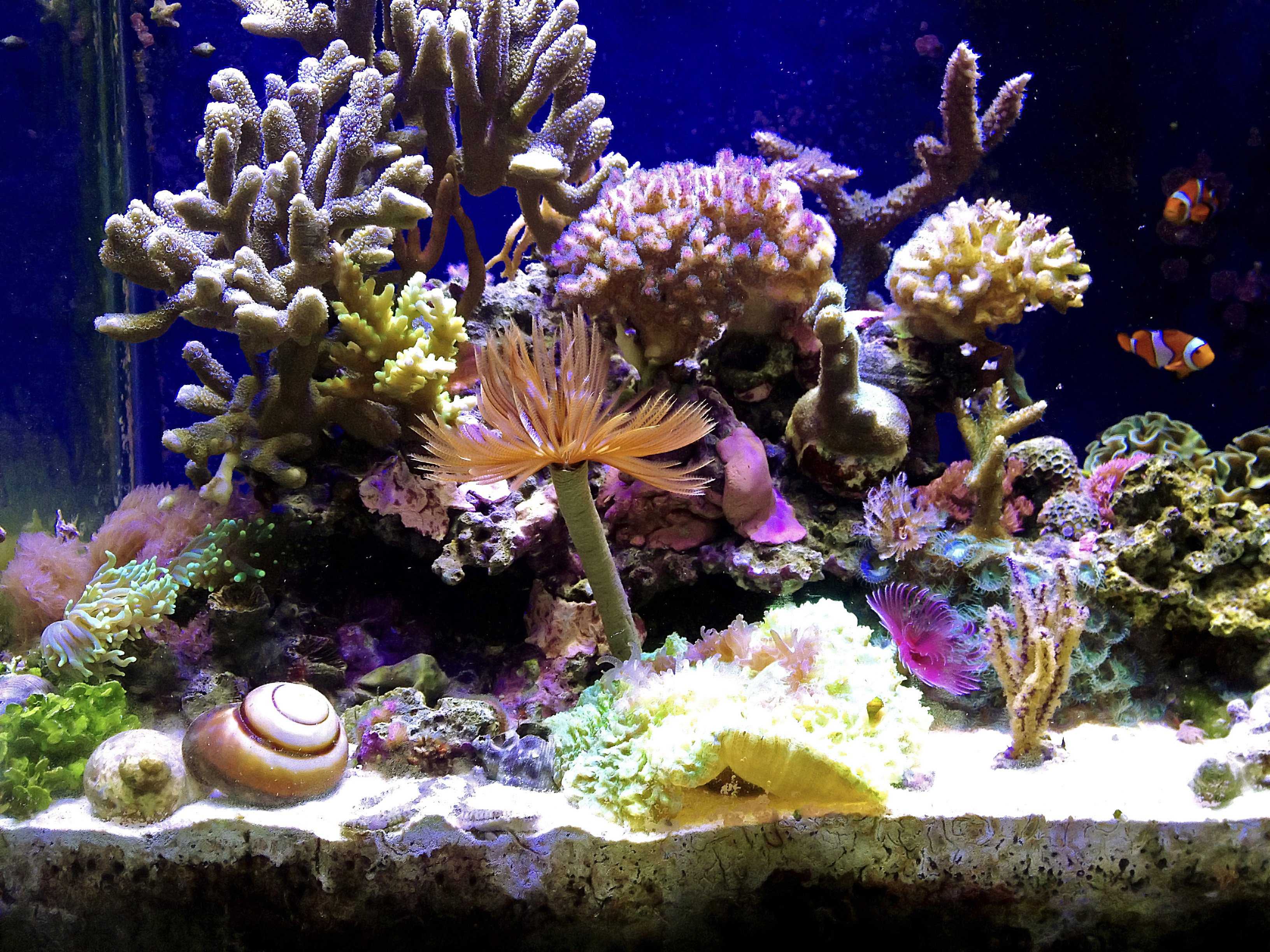 How Do I Set Up A Fish Aquarium?