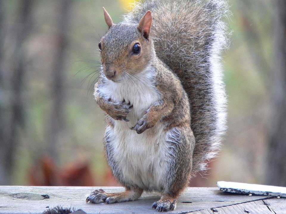 grey squirrel 1163738 960 720