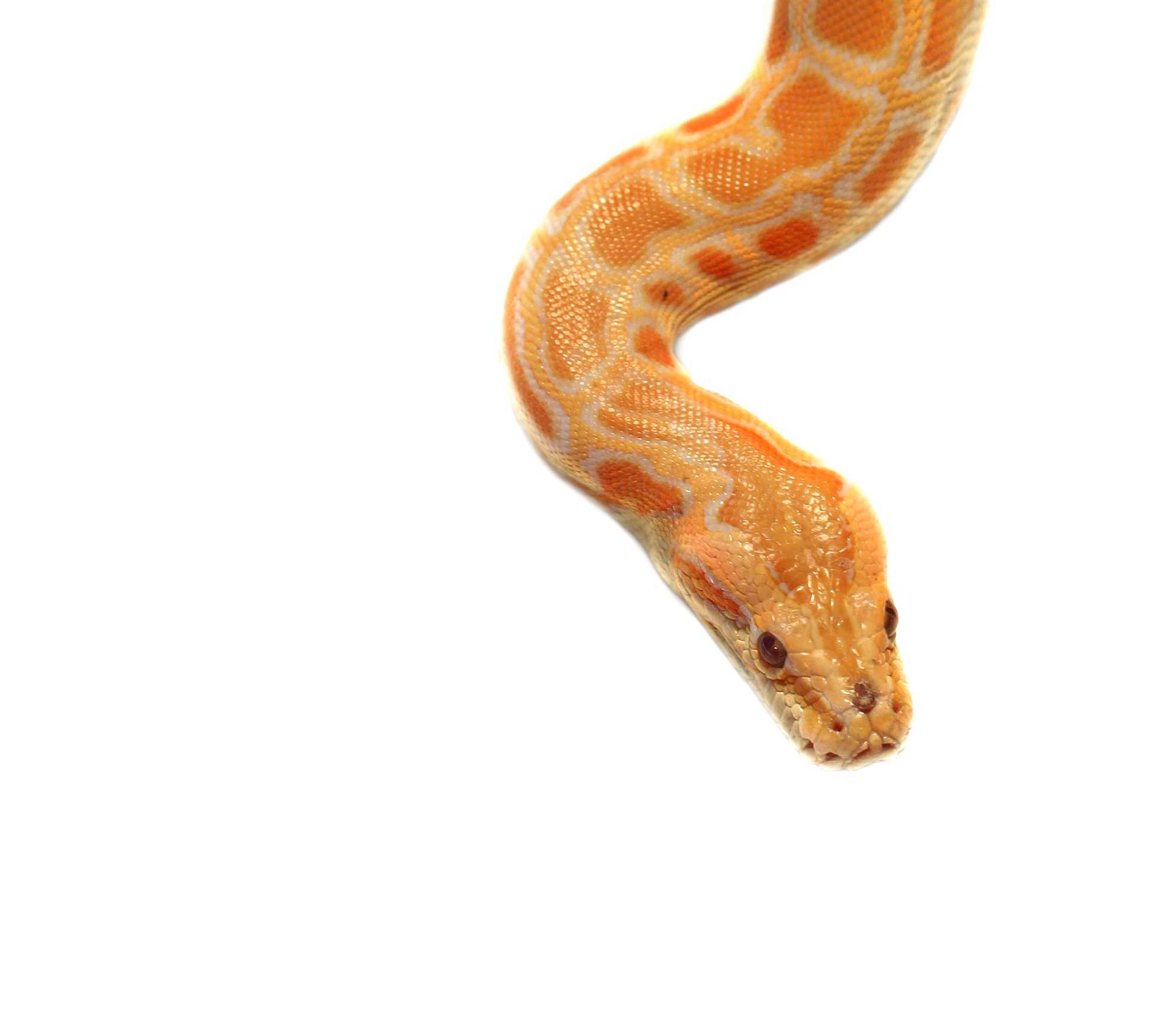 choosing your pet snake