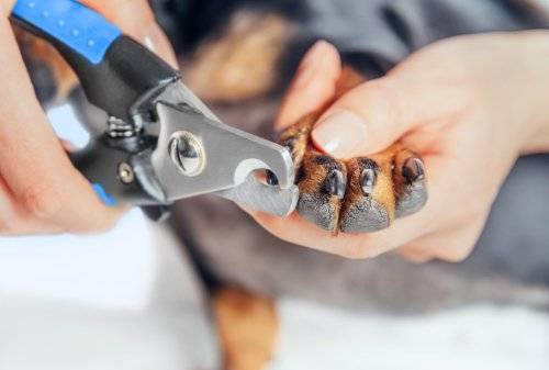 should you cut puppies nails