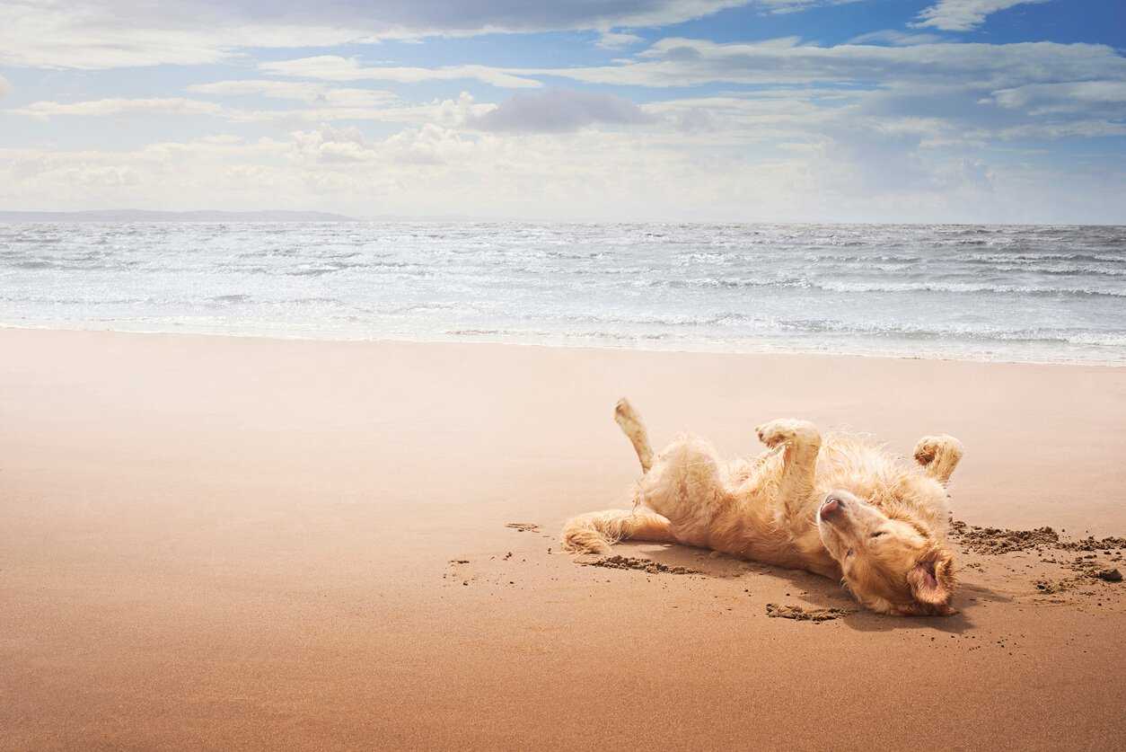 can you take dogs abroad on holiday