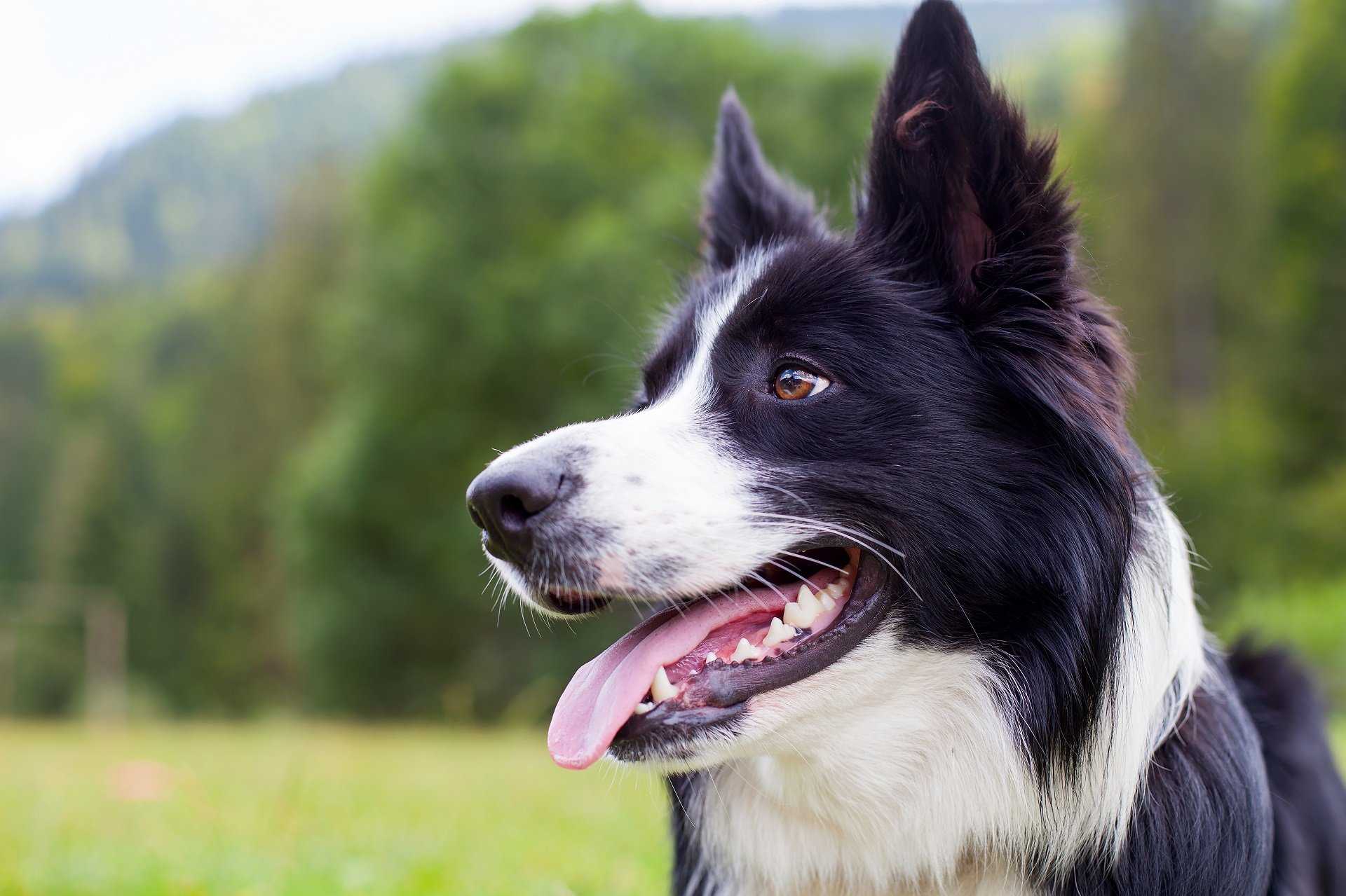 Pedigree Dog Insurance Explained | Pet Talk | Pets at Home