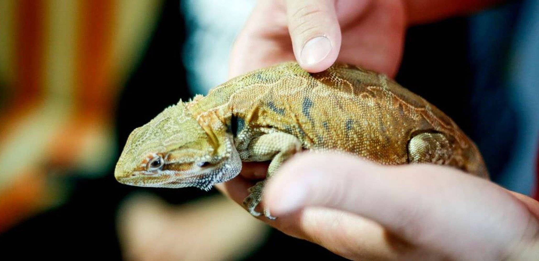 Safely handling reptiles