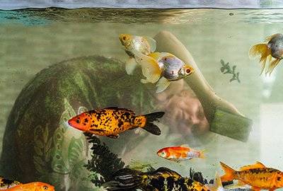 Goldfish in tank
