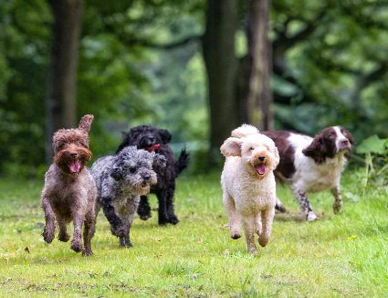 Dog breeds running on field