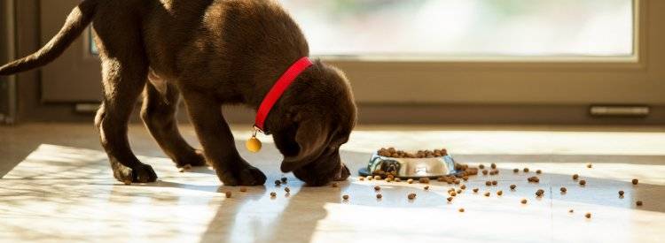 Puppy eating from overspilt bowl