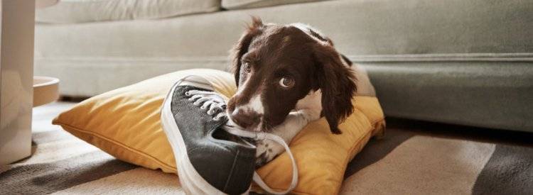 Puppy behaving next to shoe