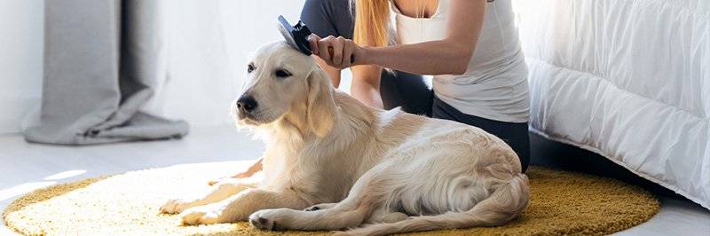 Dog being brushed at home