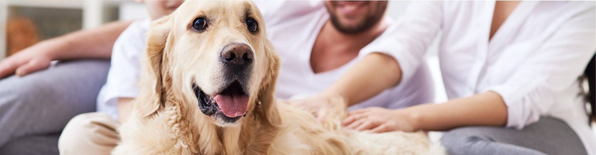 Dog Insurance Advice | Pet Talk | Pets at Home