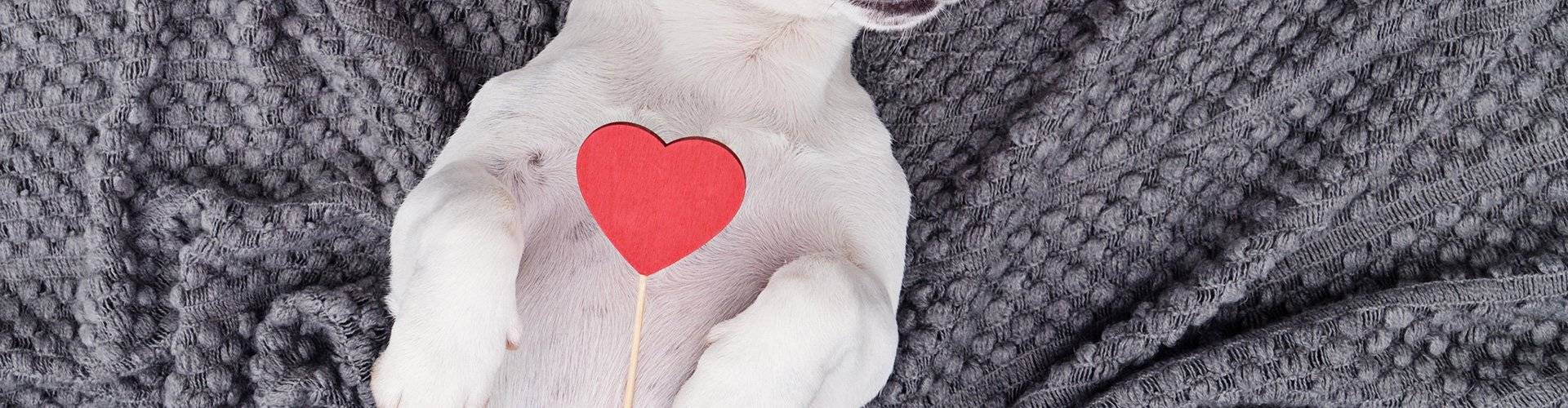 Valentine Gift Ideas for Pets - Cascade Kennels